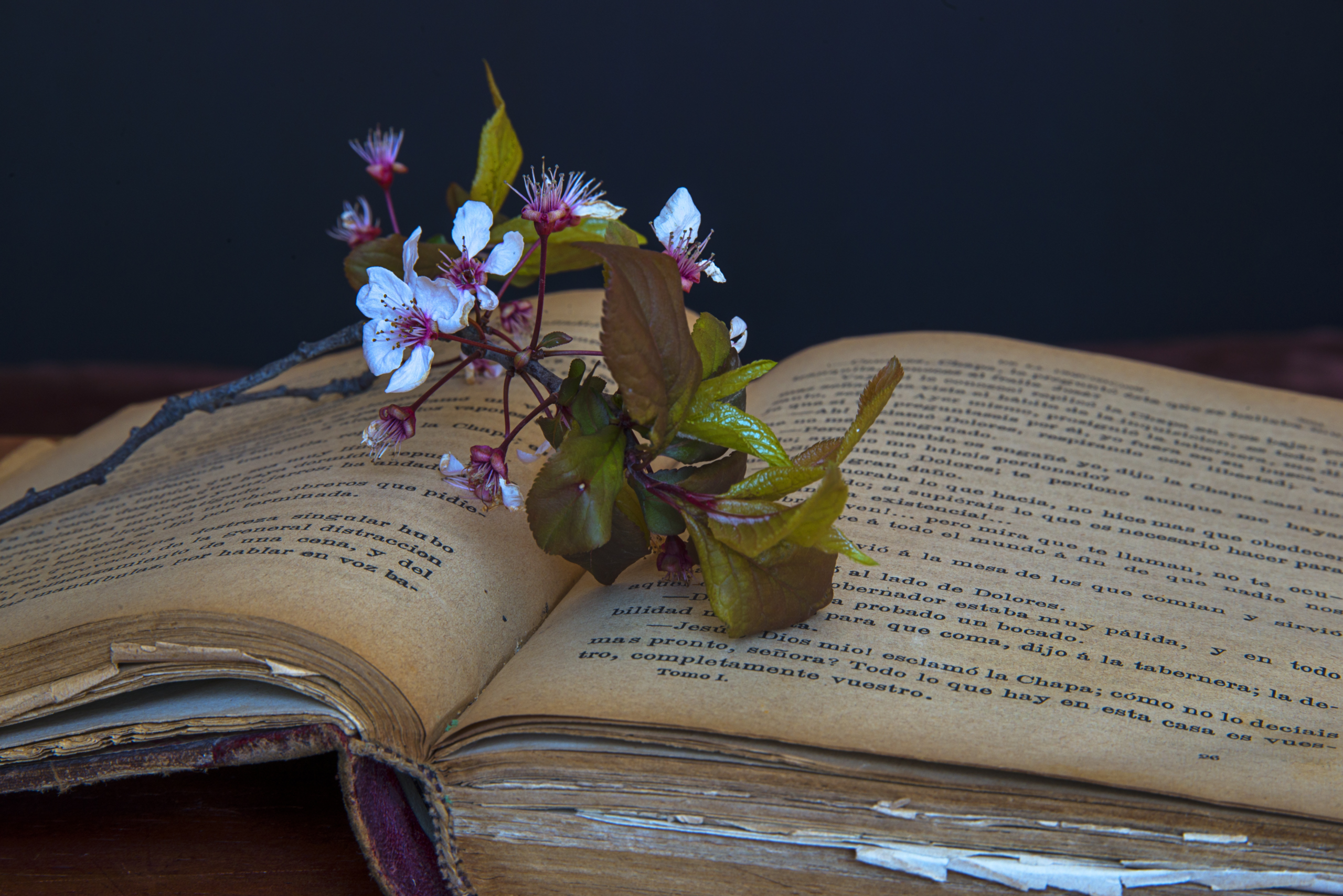 Flower on Book